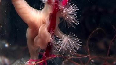 Lucernaria quadricornis yakalar ve deniz keçi sualtı Caprella Ws içinde yiyor.