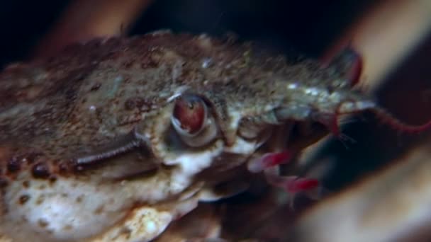 Krabben hios unter Wasser auf der Suche nach Nahrung auf dem Meeresboden des Weißen Meeres Russland. — Stockvideo