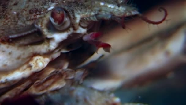 Crab hios underwater in search of food on seabed of White Sea Russia. — Stock Video