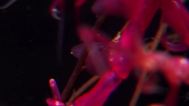 Скелет Червоного моря Коза Caprellidae на чорному тлі підводних білого моря. — стокове відео