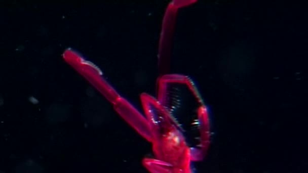 Skelet rode zee geit Caprella op zwarte achtergrond onderwater van witte zee. — Stockvideo