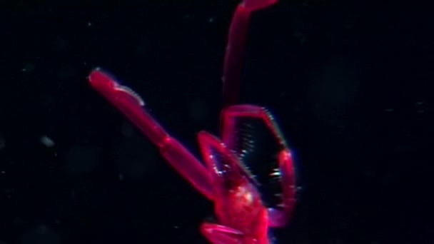 Skeleton red sea goat Caprella on black background underwater of White Sea. — Stock Video