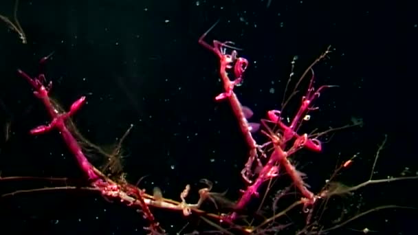 Squelette chèvre de mer rouge Caprellidae sur fond noir sous-marin de la mer Blanche .
