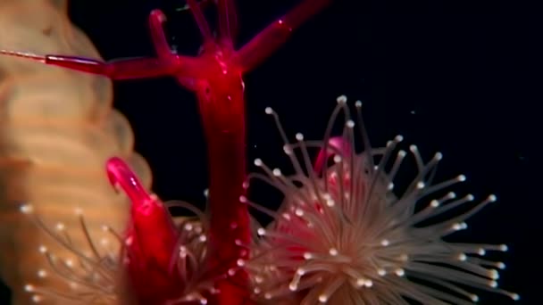 Lucernaria quadricornis captures and eats sea goat Caprella underwater in WS. — Stock Video