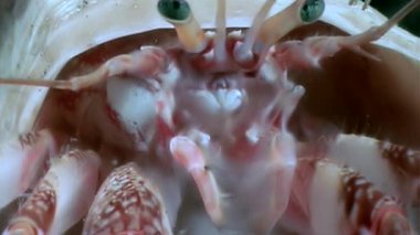 Kanser pavurya makro su altında beyaz deniz dibinin üzerinde yiyecek bulmak.