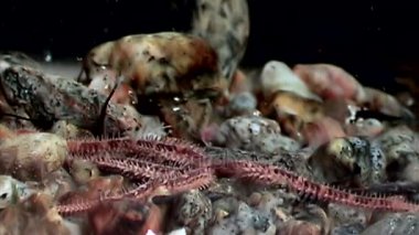 Ophiura robusta denizyıldızı su altında beyaz deniz dibinin üzerinde kapatın.