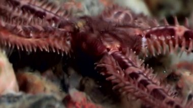 Ophiura robusta denizyıldızı su altında beyaz deniz dibinin üzerinde kapatın.