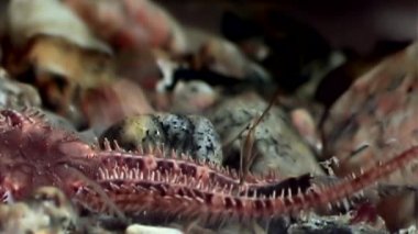 Ophiura robusta denizyıldızı su altında beyaz deniz dibinin üzerinde kapatın.