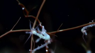 İskelet deniz keçi Caprellalinearis su altında beyaz deniz dibinin üzerinde.