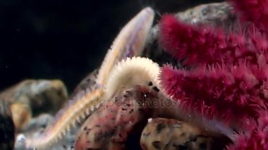 Kırmızı ve beyaz deniz yıldızı sualtı deniz dibinin üzerinde kapatın.