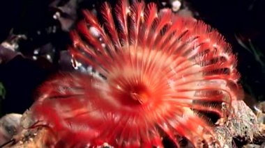 Parlak kırmızı chone infundibuliformis su altında beyaz deniz dibinin üzerinde.