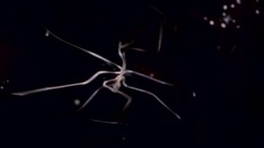 Deniz örümcek pycnogonida yakın çekim sualtı deniz dibinin siyah arka plan üzerine.