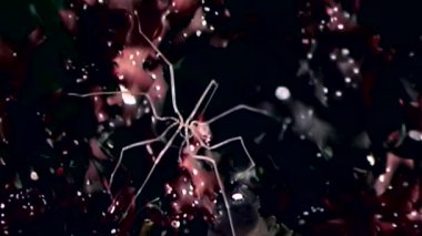 Deniz Deniz örümcekleri yakın çekim su altında siyah arka plan dibinin üzerinde.