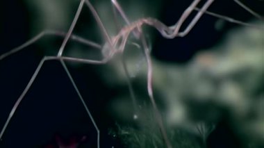 Deniz örümcek pycnogonida yakın çekim sualtı deniz dibinin siyah arka plan üzerine.