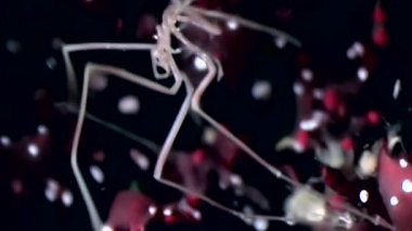 Deniz Deniz örümcekleri yakın çekim su altında siyah arka plan dibinin üzerinde.