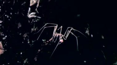 Deniz örümcek yakın çekim su altında siyah arka plan üzerinde beyaz deniz deniz dibinin