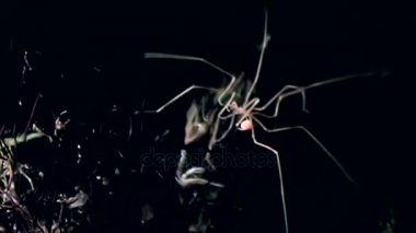 Deniz Deniz örümcekleri yakın çekim su altında siyah arka plan dibinin üzerinde.