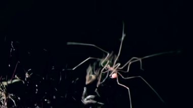 Deniz örümcek pycnogonida yakın çekim sualtı deniz dibinin siyah arka plan üzerine.