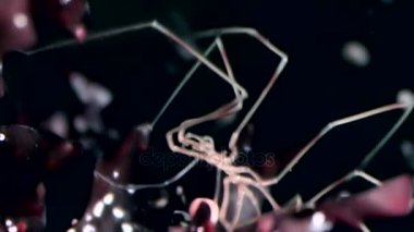 Deniz Deniz örümcekleri yakın çekim su altında siyah arka plan dibinin üzerinde.
