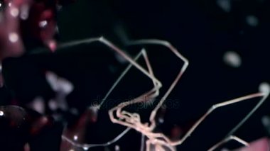 Deniz örümcek yakın çekim su altında siyah arka plan üzerinde beyaz deniz deniz dibinin