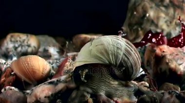 Deniz deniz salyangoz yakın çekim su altında beyaz deniz dibinin.