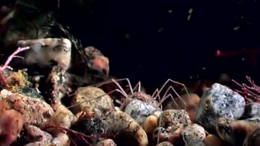 Deniz örümcek yakın çekim su altında siyah arka plan üzerinde beyaz deniz deniz dibinin