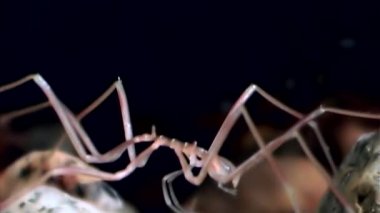 Deniz örümcek yakın çekim su altında siyah arka plan üzerinde beyaz deniz deniz dibinin