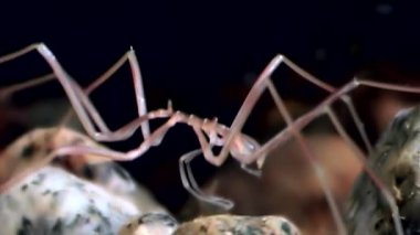 Deniz örümcek yakın çekim su altında siyah arka plan üzerinde beyaz deniz deniz dibinin