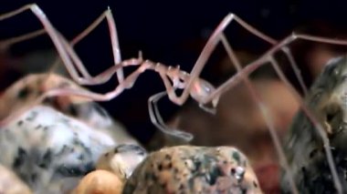 Deniz örümcek yakın çekim su altında siyah arka plan üzerinde beyaz deniz deniz dibinin