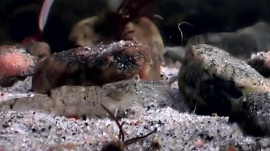 Gıda sualtı deniz dibinin beyaz deniz Rusya'nın arayışı içinde maskeli cam karides.