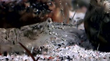 Gıda sualtı deniz dibinin beyaz deniz Rusya'nın arayışı içinde maskeli cam karides.