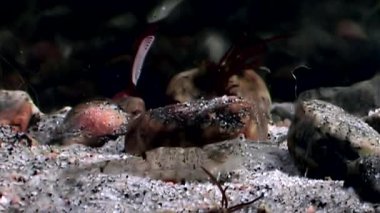 Gıda sualtı deniz dibinin beyaz deniz Rusya'nın arayışı içinde maskeli cam karides.