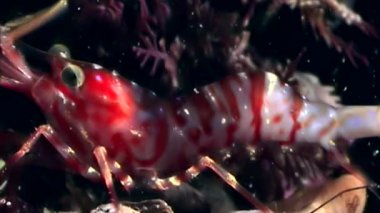 Kırmızı karides yemek sualtı deniz dibinin beyaz deniz Rusya'nın arayışı içinde maskeli.