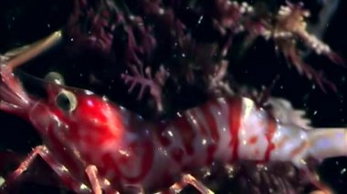 Kırmızı karides yemek sualtı deniz dibinin beyaz deniz Rusya'nın arayışı içinde maskeli.