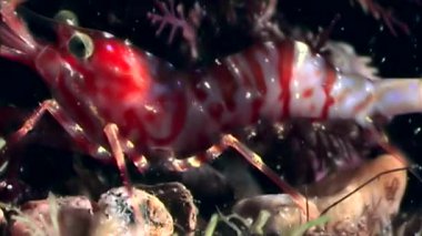 Kırmızı karides yemek sualtı deniz dibinin beyaz deniz Rusya'nın arayışı içinde maskeli.