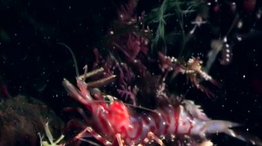 Kırmızı karides yemek sualtı deniz dibinin beyaz deniz Rusya'nın arayışı içinde maskeli.