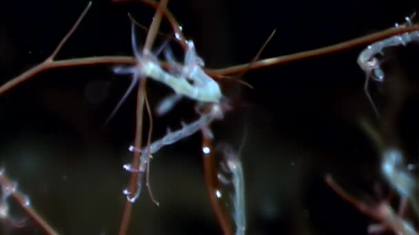 Skelet zee geit Caprellalinearis onderwater op de zeebodem van de Witte Zee. — Stockvideo