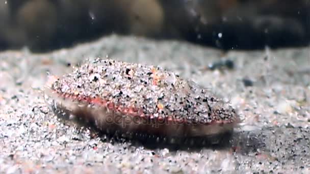 Sea scallop close up underwater on seabed. — Stock Video