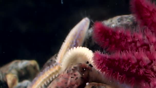 Red and white starfish close up underwater on seabed of sea. — Stock Video