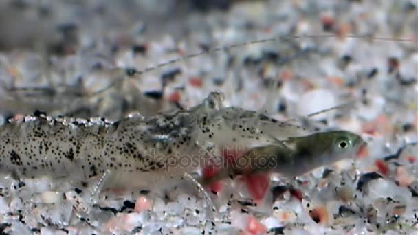 玻璃虾吃鱼水下海底的白海俄罗斯. — 图库视频影像