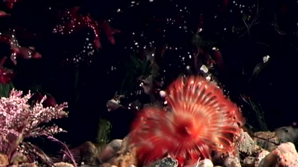 Φωτεινό κόκκινο chone infundibuliformis υποβρύχιο στο βυθό της θάλασσας λευκό. — Αρχείο Βίντεο