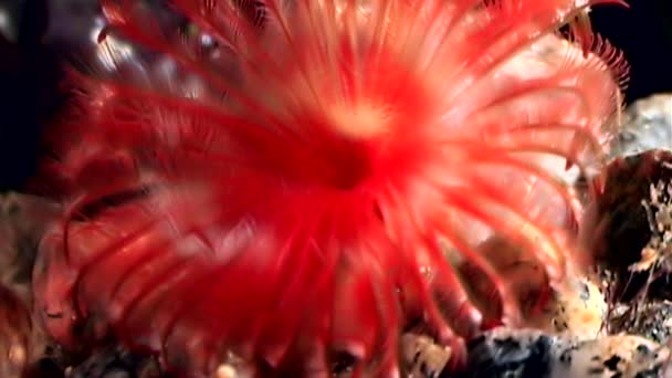 Bright red chone infundibuliformis underwater on seabed of White Sea. — Stock Video