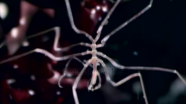 Araignée marine près de l'eau sur fond noir fond marin de la mer Blanche .
