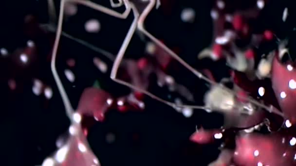 Mariene spin pycnogonida close-up onderwater op zwarte achtergrond van de zeebodem. — Stockvideo