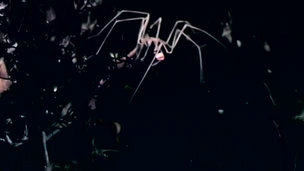 Морской паук pycnogonida близко под водой на черном фоне морского дна . — стоковое видео