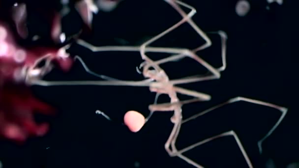 Mariene spin pycnogonida close-up onderwater op zwarte achtergrond van de zeebodem. — Stockvideo