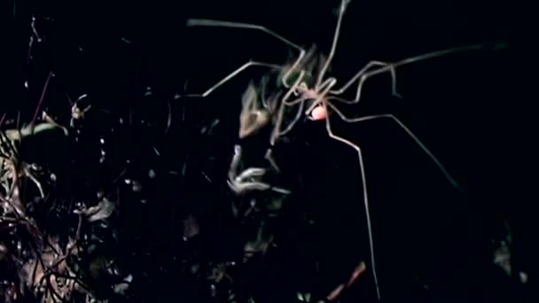 黒の背景の海底に水中、海海洋クモがクローズ アップ. — ストック動画