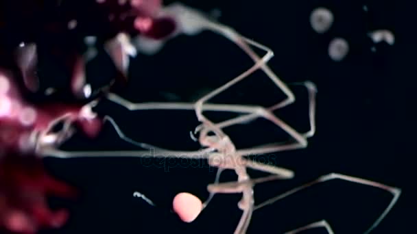Mar Araña marina de cerca bajo el agua sobre fondo negro fondo marino . — Vídeo de stock