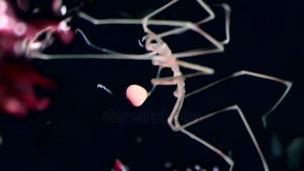 Marine spider close up underwater on black background seabed of White Sea — Stock Video