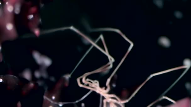Морской паук близко под водой на черном фоне морского дна Белого моря — стоковое видео